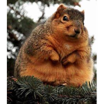 Team ChipMunk