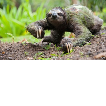 Pro Sloth Boxing