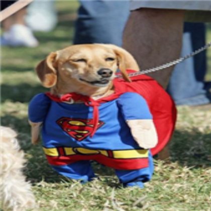 Super Dog Roblox decal