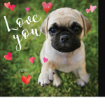 the puppy Adore's