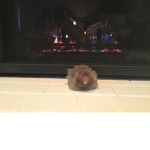 Hamster.updates