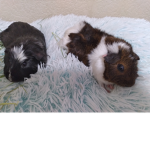 SMALL ANIMALS!!!