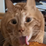 arcaene