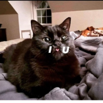 Aj kitty
