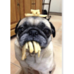 Pugz Forevz