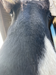 Angel Feather Stables