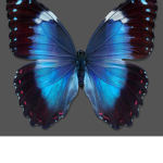 Ari’s Butterflys
