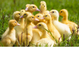 THE DUCK HANGOUT