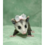 Opossum Studioz