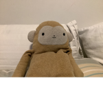 Fun monkeys every day monkeys