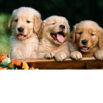My Angels! c: