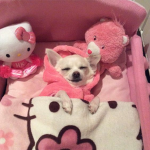 Doggy Squad!!