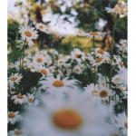 Beautiful Daisies <3