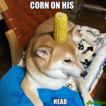 infnite memes