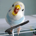 python parrotlet studios
