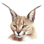 Codename: Cat