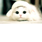 Kitty Survival Force!