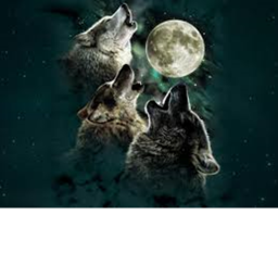 Wolf Runner A New Begining