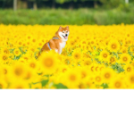 #DOGE_ARE_COOL