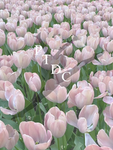 ~_Pretty_tulip_dance_company_~