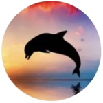 Dolphin Army!!!