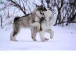 <3 Animal Luvers <3