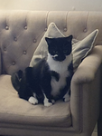 misty the black and white cat