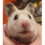 Max the hámster
