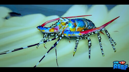 🦞 ล็อบสเตอร์ 🦞 |🐠🪸 แนวปะการัง 🐬🪸 