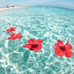Beach Paradise Group!