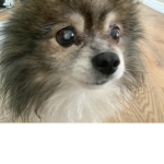#My Dog Rules /Nina A is my dog.