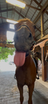 Horse girlies12367