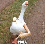 Patotruco