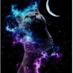 Blue kittenss