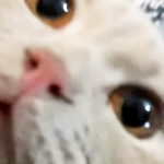 RoGlory