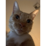 Cherry Clan