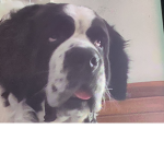 Harleyy!