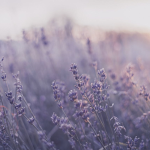 ⋅Lavender Rose⋅
