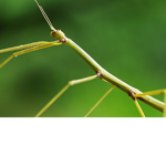 The stick bug nation of the world