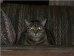 NinjaCats