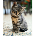 Kittens club forever and ever