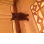 My dead cat studio