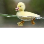 duck riot