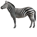 zebra clan