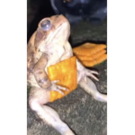 THE ONE AND ONLY CHEESE IT TOAD GROUP