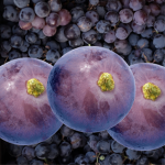 Three Grapes