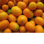 Kumquat Tree