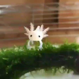 Axolotl Obby [NEW] [BETA]