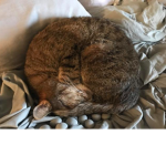 Power of cats