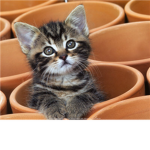 KITTEH LOVERS!!!! XP